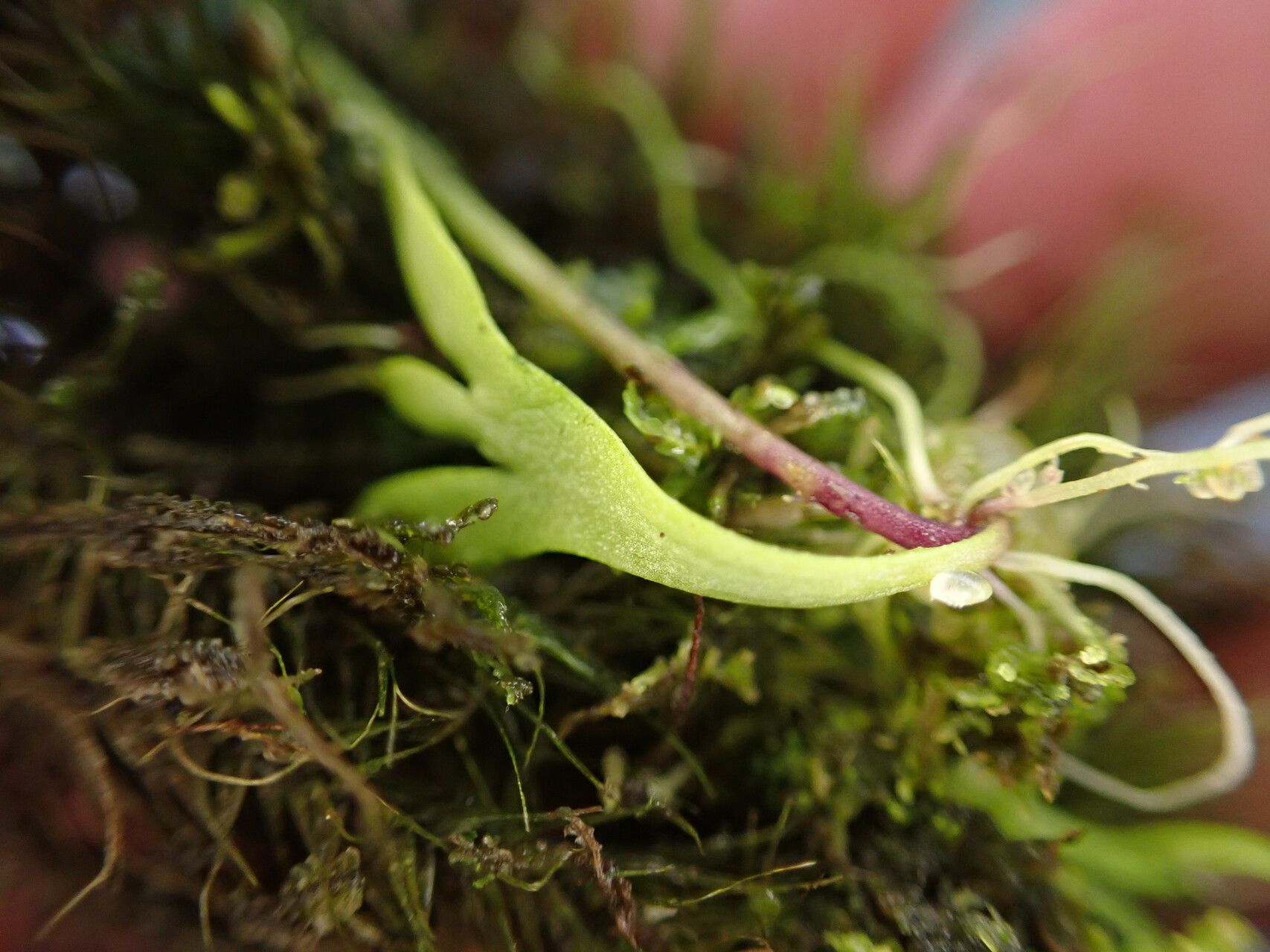 Utricularia mannii — search result for 'Utricularia'