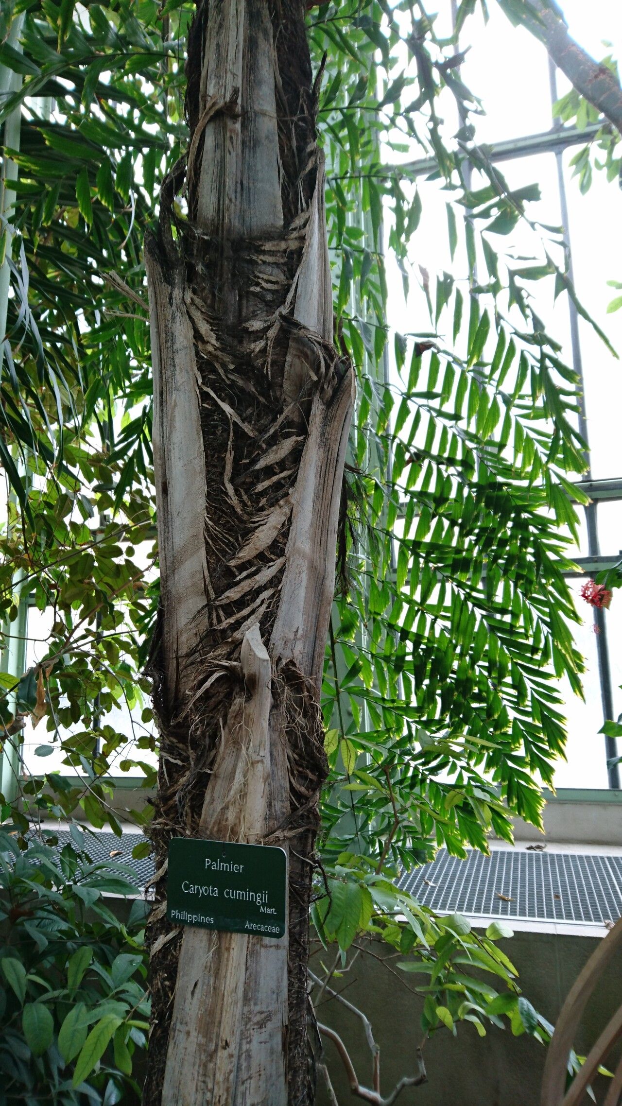 Caryota cumingii bark