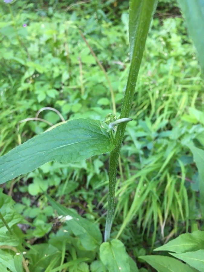 Phyteuma pyrenaicum leaf