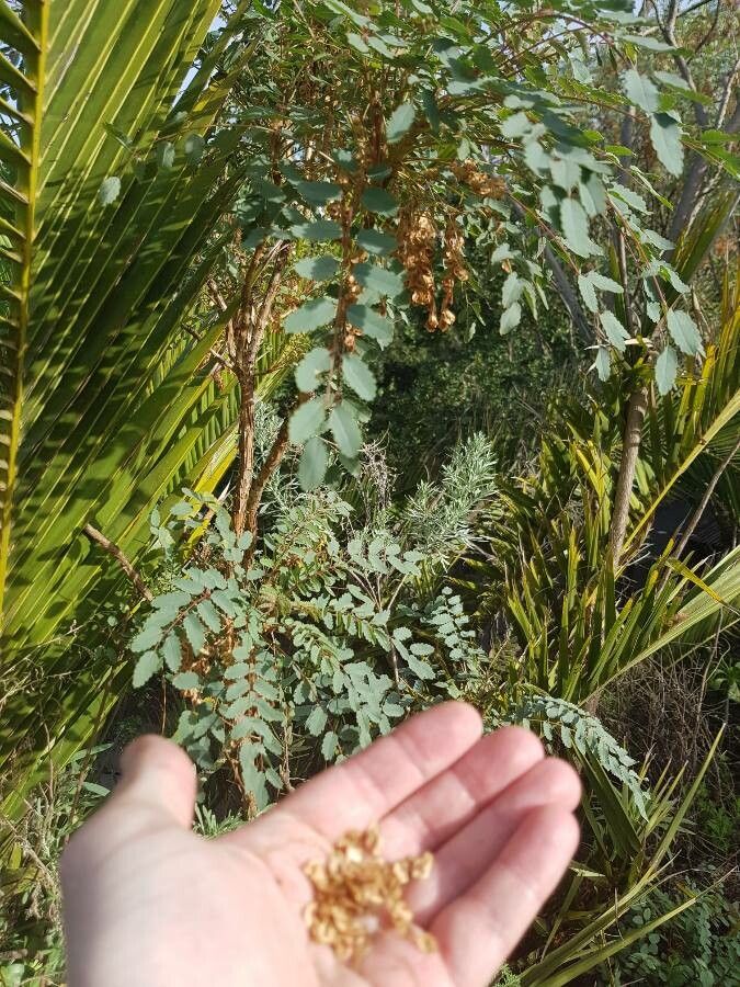 Marcetella moquiniana fruit