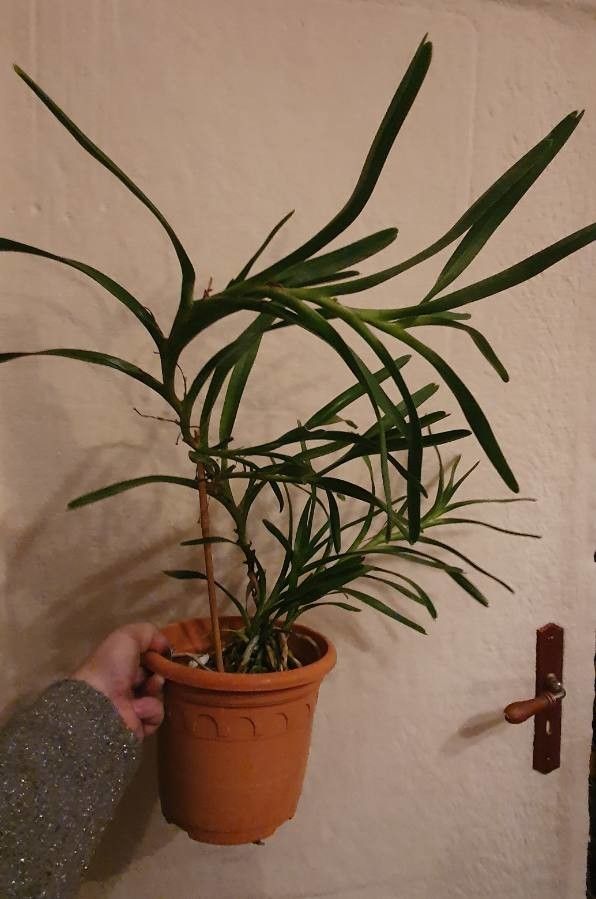 Jumellea pachyceras — houseplant care guide