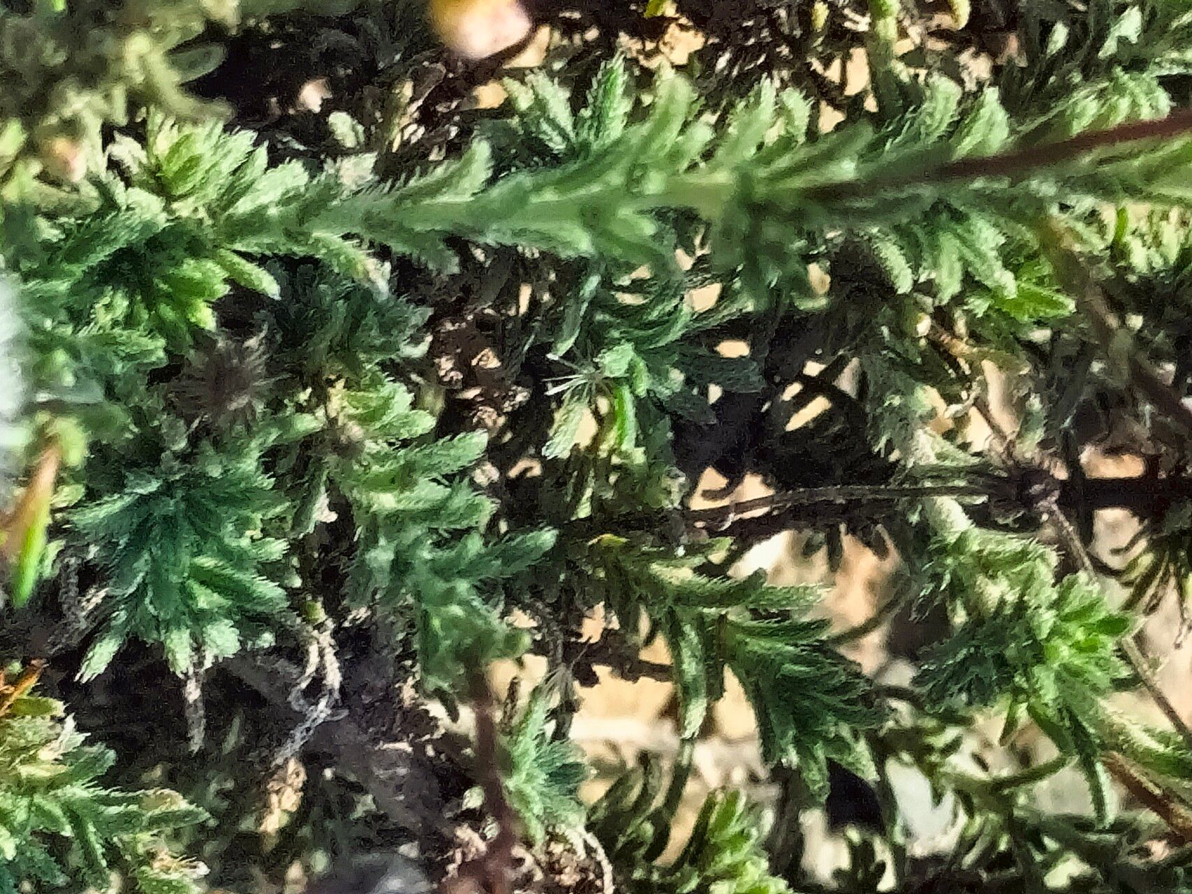 Felicia muricata — search result for 'Felicia'