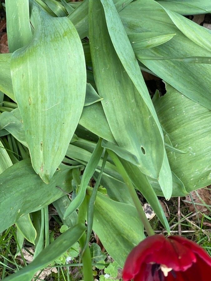 Tulipa raddii leaf
