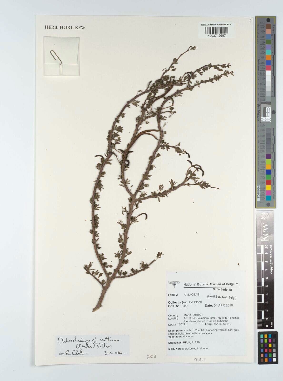 Dichrostachys scottiana — houseplant care guide