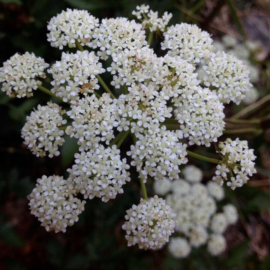 Cervaria rivini flower