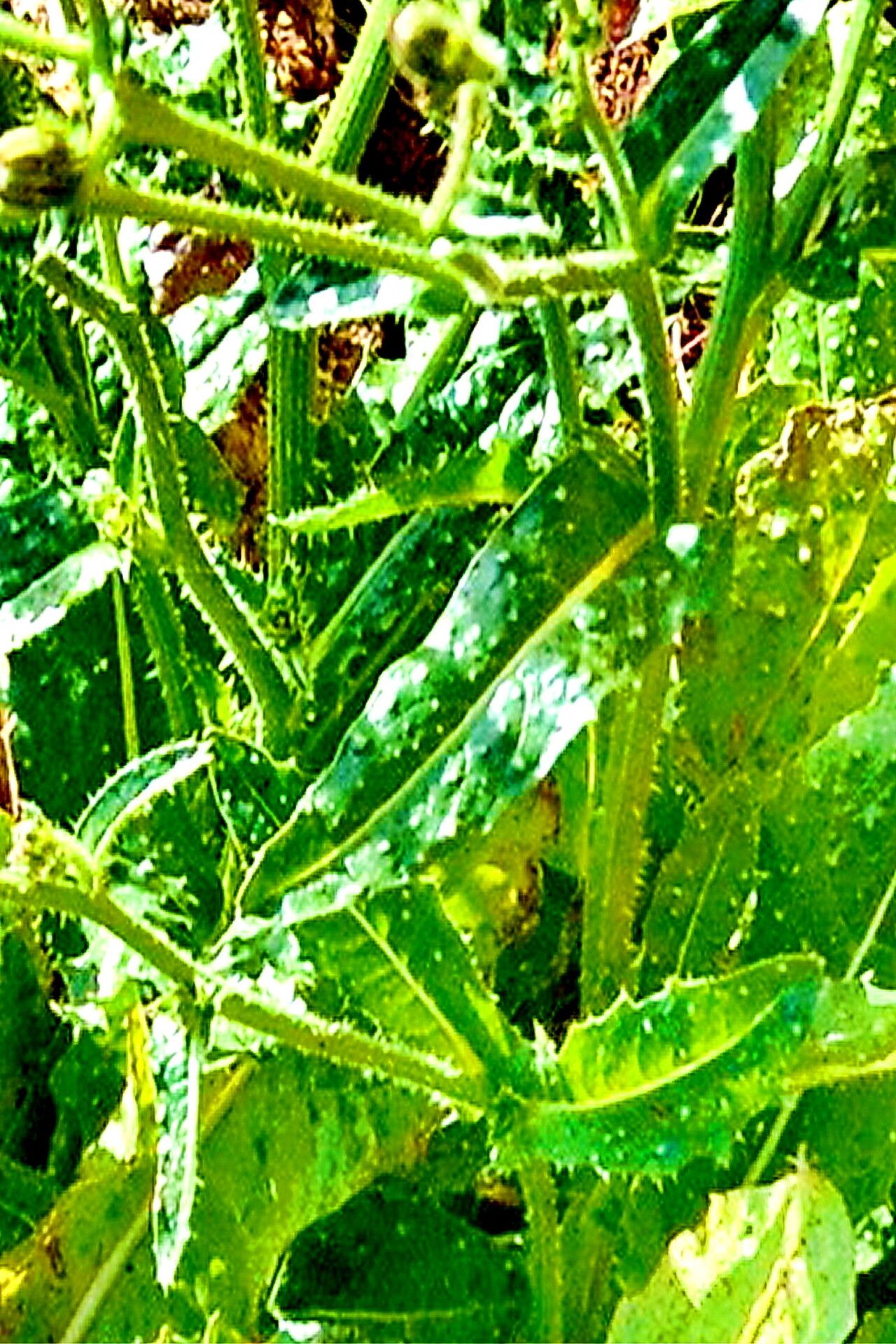 Helminthotheca aculeata — related species from the same genus