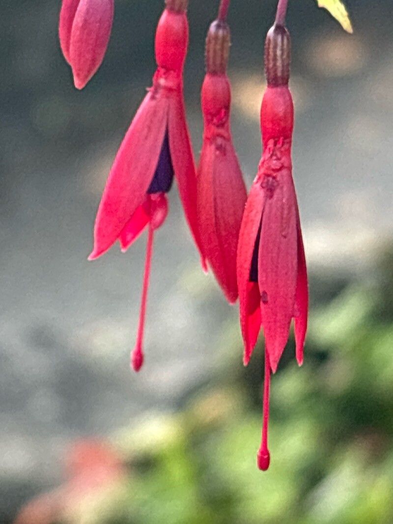 Fuchsia simplicicaulis flower