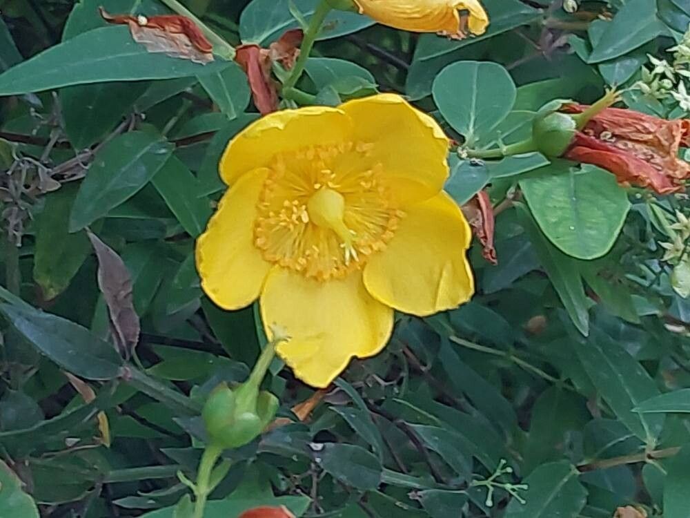 Hypericum × moserianum flower