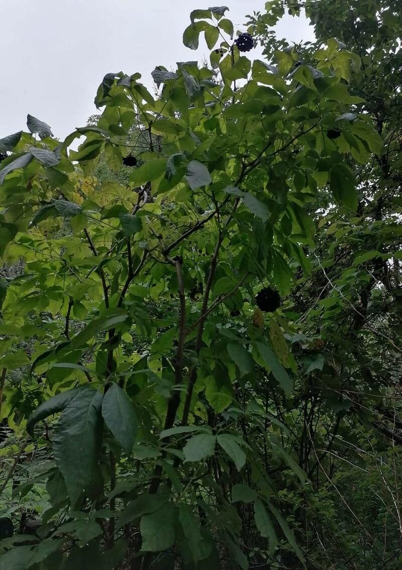 Eleutherococcus senticosus habit