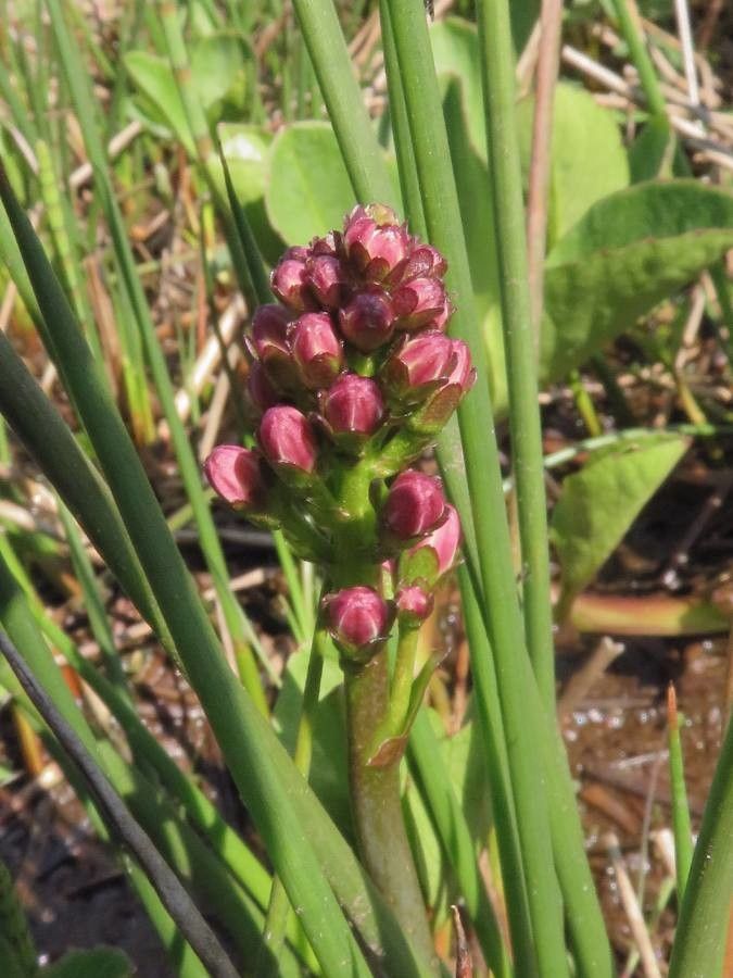 Menyanthes trifoliata fruit