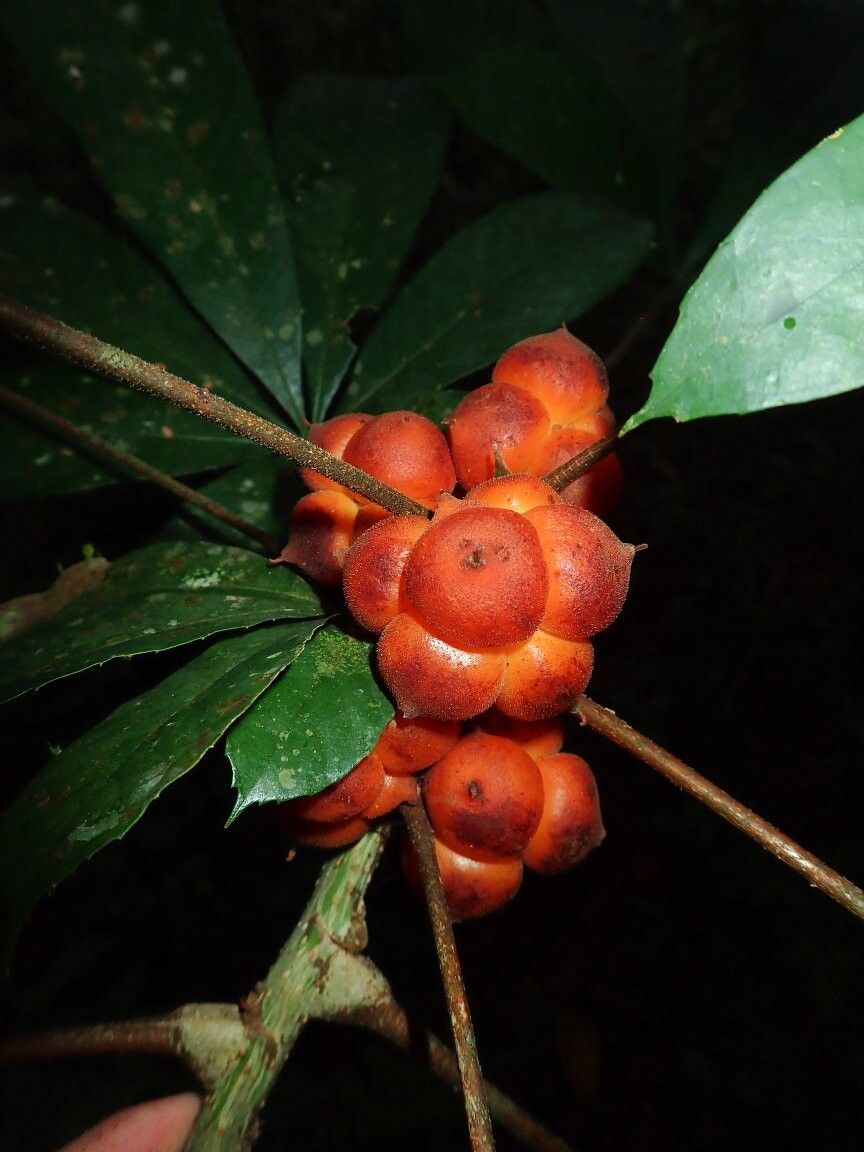Myrianthus cuneifolius — related species from the same genus