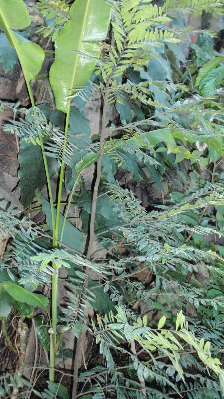 Diospyros seychellarum habit