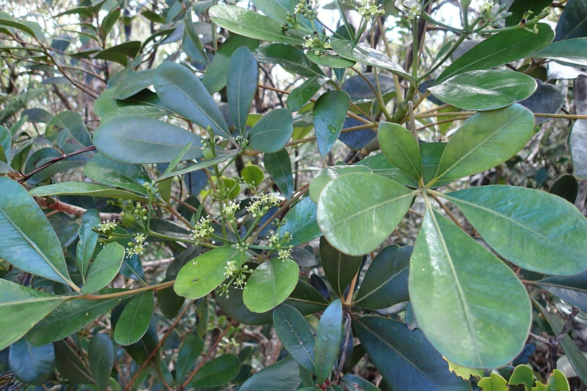 Plerandra crassipes leaf