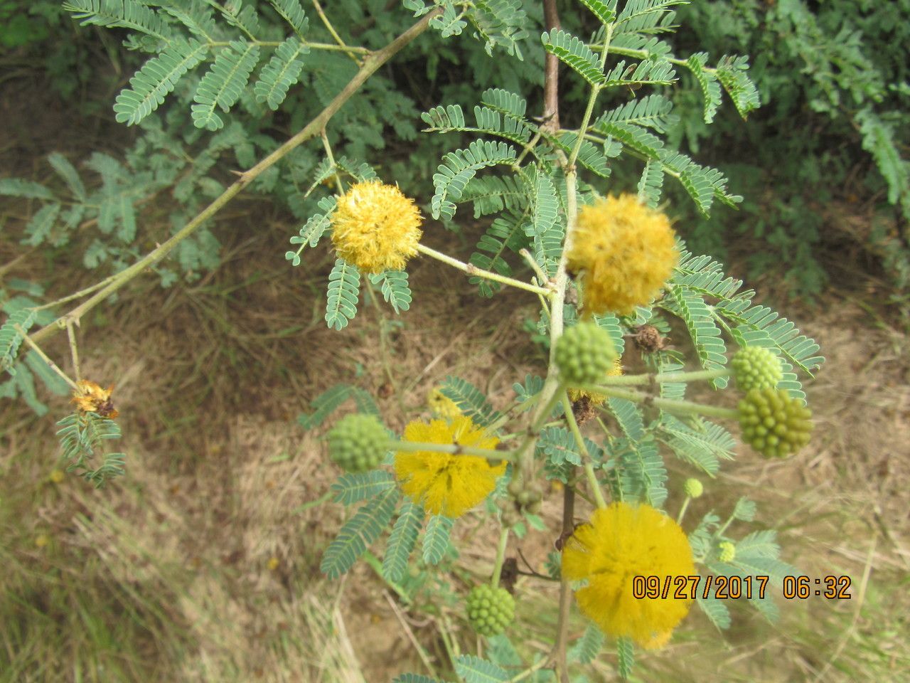 Acacia nilotica flower