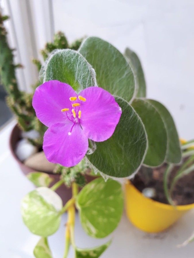 Tradescantia crassifolia flower