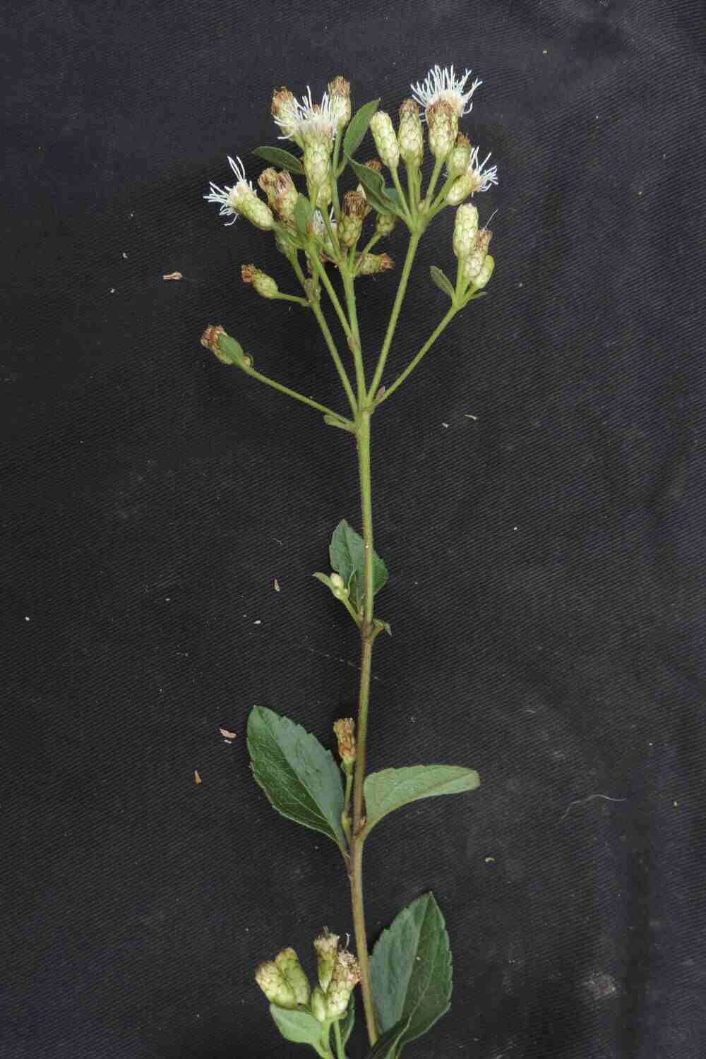 Chromolaena chaseae leaf