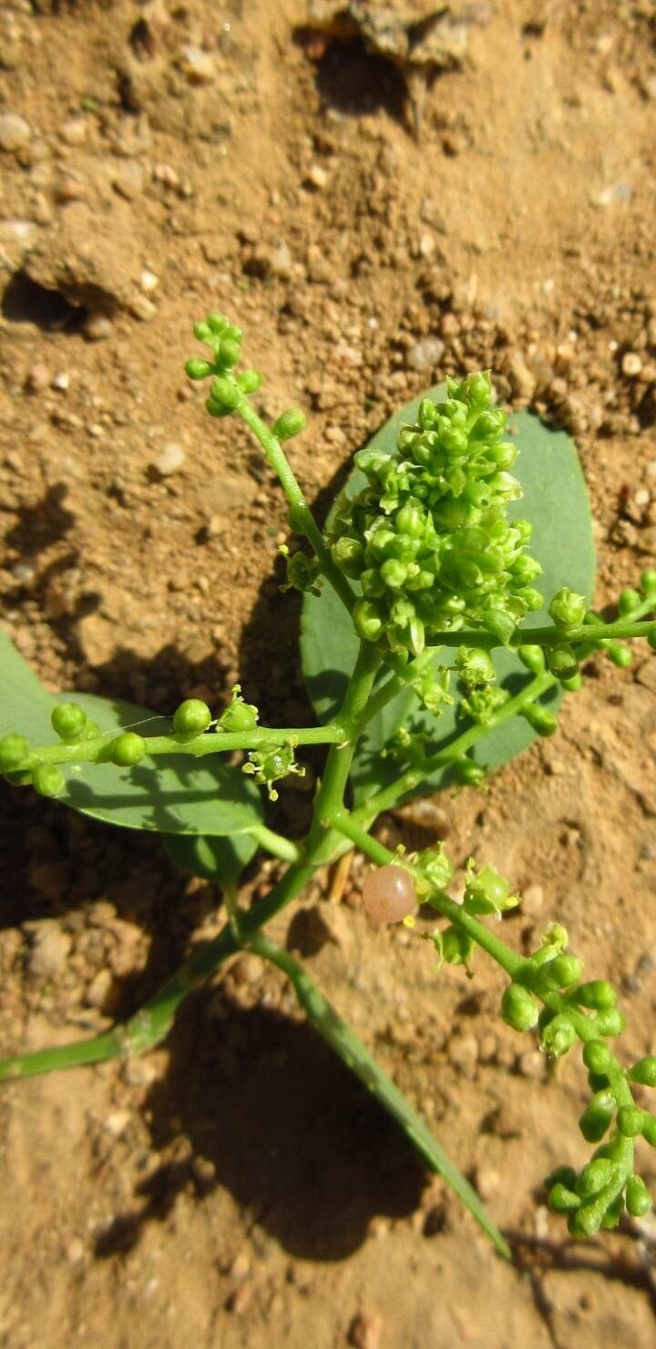 Salvadora persica flower
