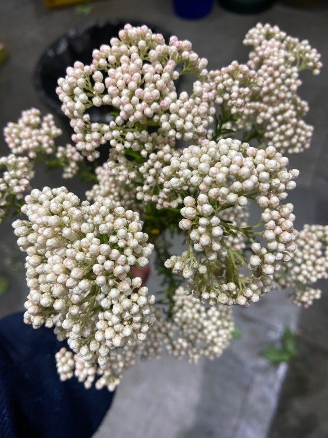 Ozothamnus rosmarinifolius flower
