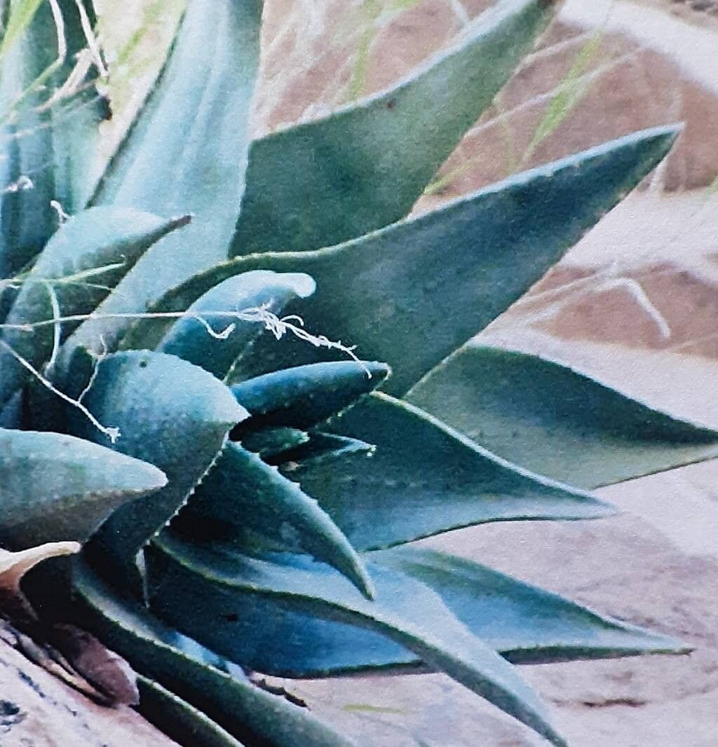 Aloe omavandae — houseplant care guide