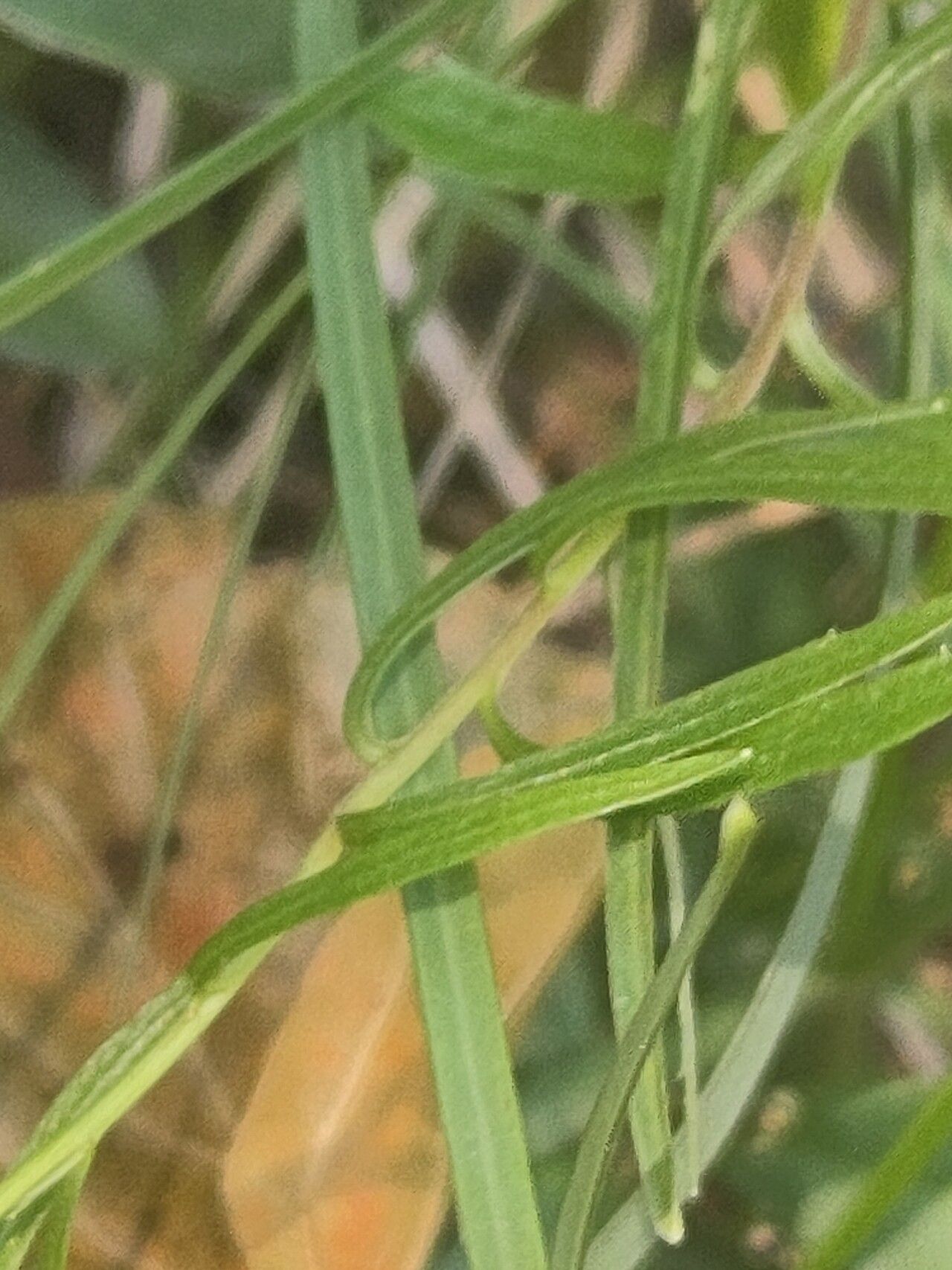 Campanula cespitosa leaf