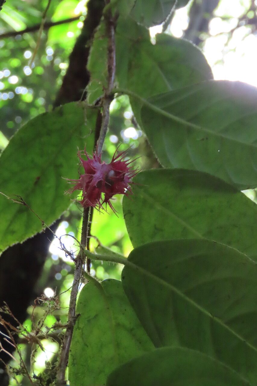 Drymonia rubripilosa — houseplant care guide