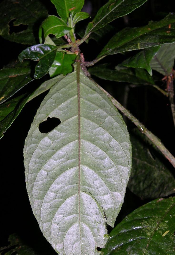Ruellia palustris leaf