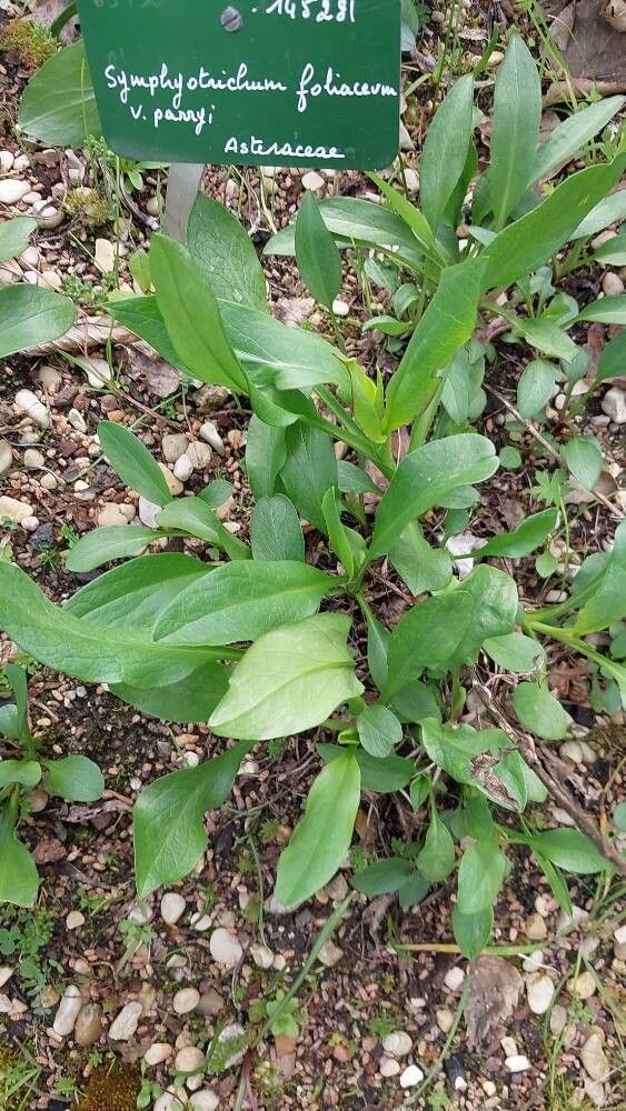 Symphyotrichum foliaceum — search result for 'Symphyotrichum'