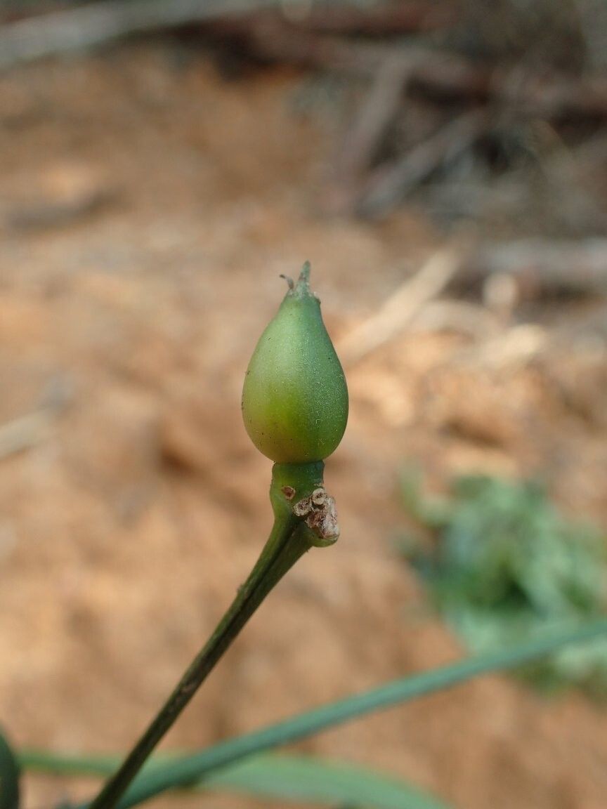 Psychotria rambouensis — houseplant care guide