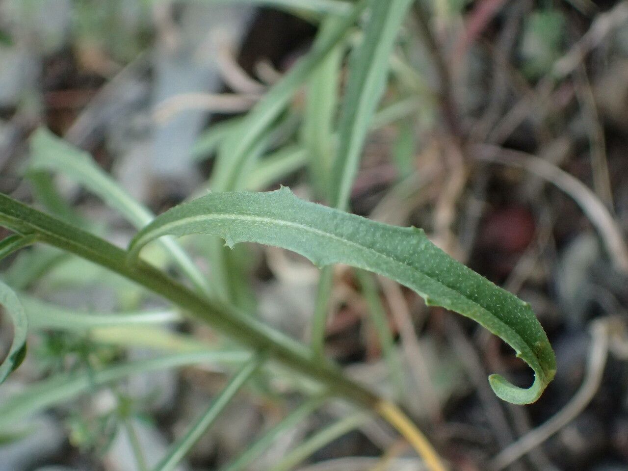 Erysimum nevadense — search result for 'Erysimum'