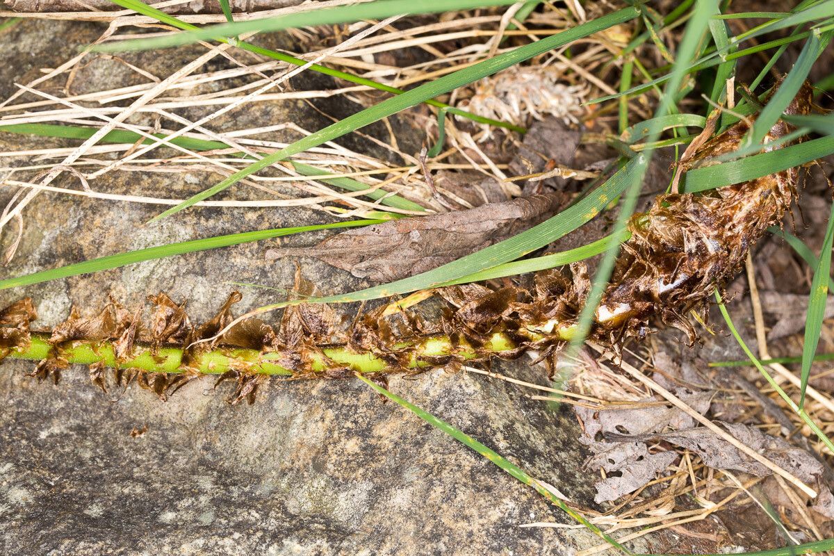 Dryopteris expansa bark