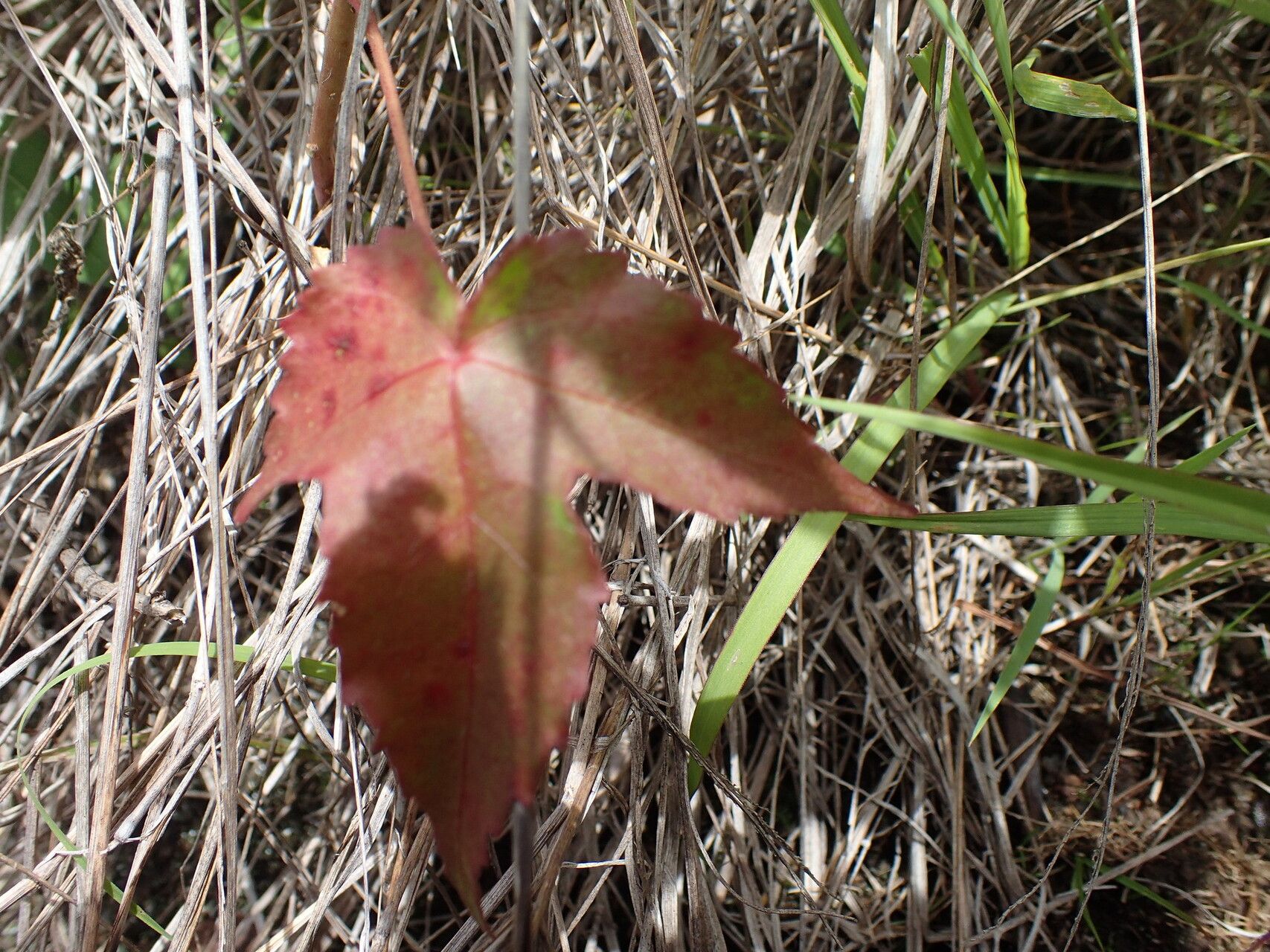 Hibiscus stenophyllus — search result for 'Hibiscus'