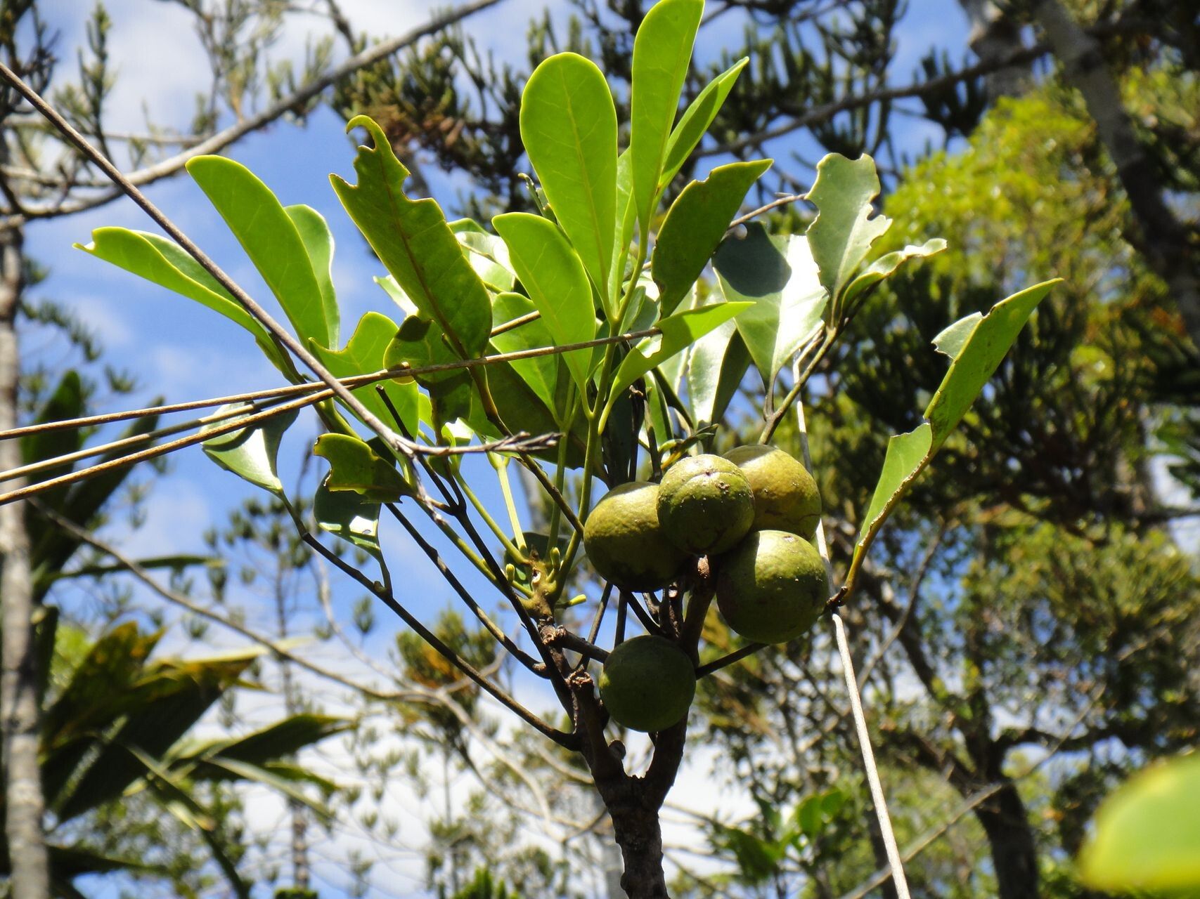 Didymocheton canalensis fruit