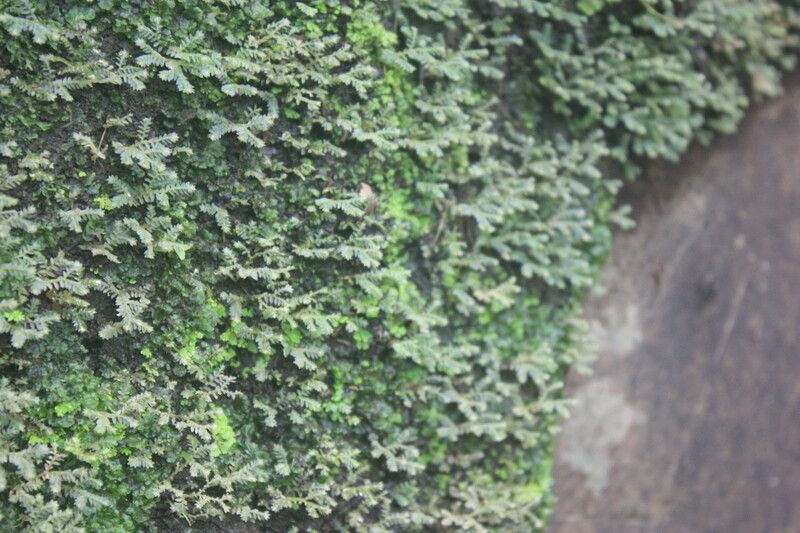 Selaginella buchholzii — houseplant care guide