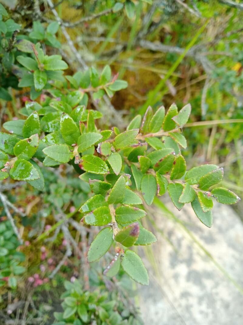 Vaccinium floribundum — search result for 'Peru to Bolivia'