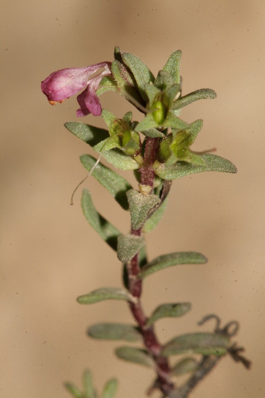 Odontites squarrosus flower