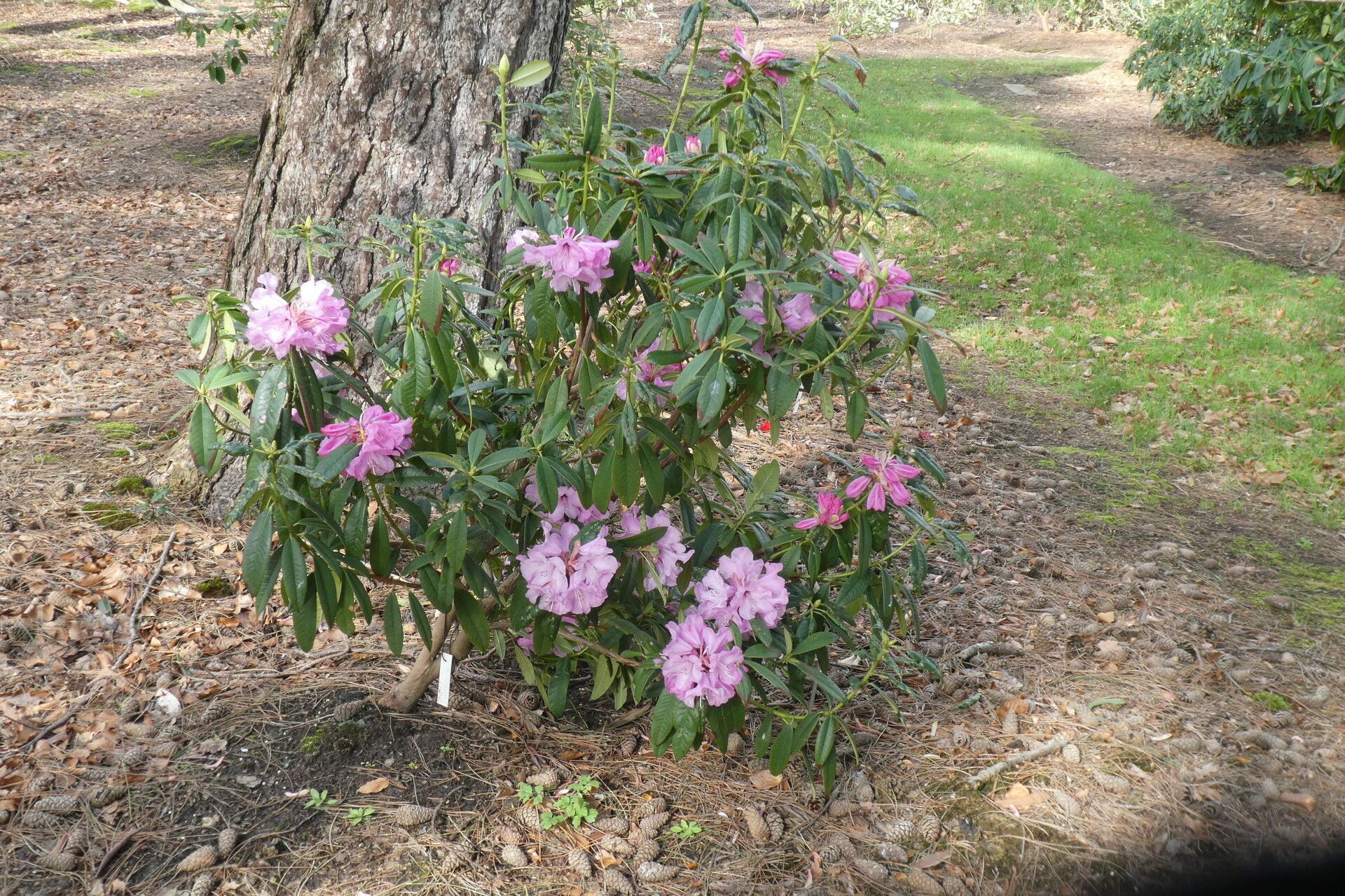 Rhododendron lukiangense habit