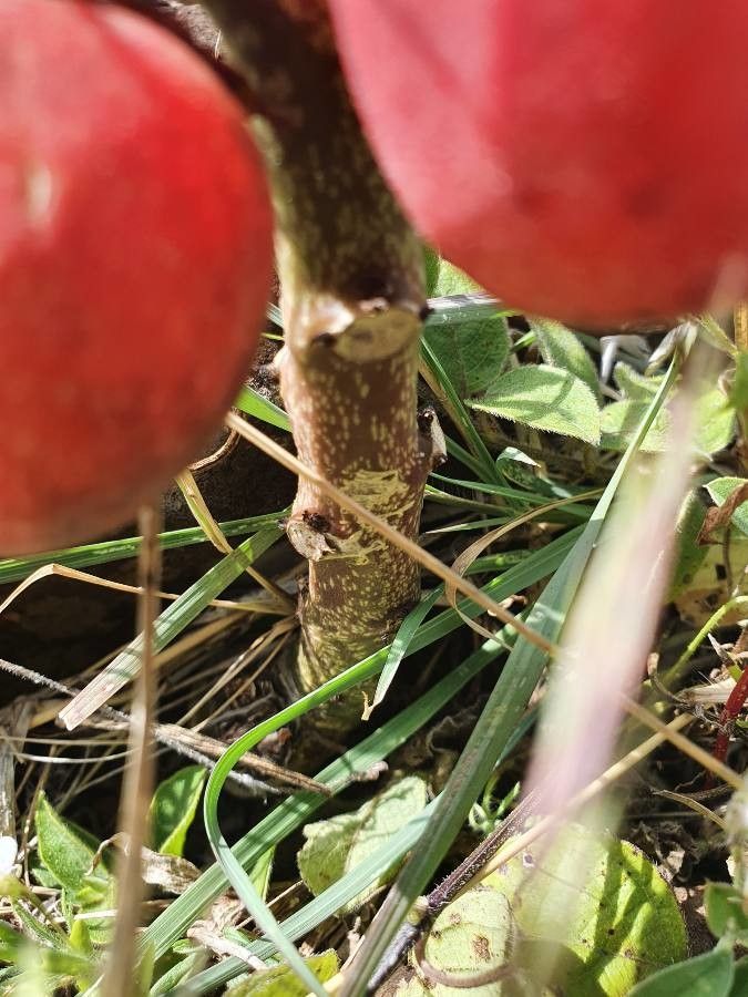 Adenia volkensii bark