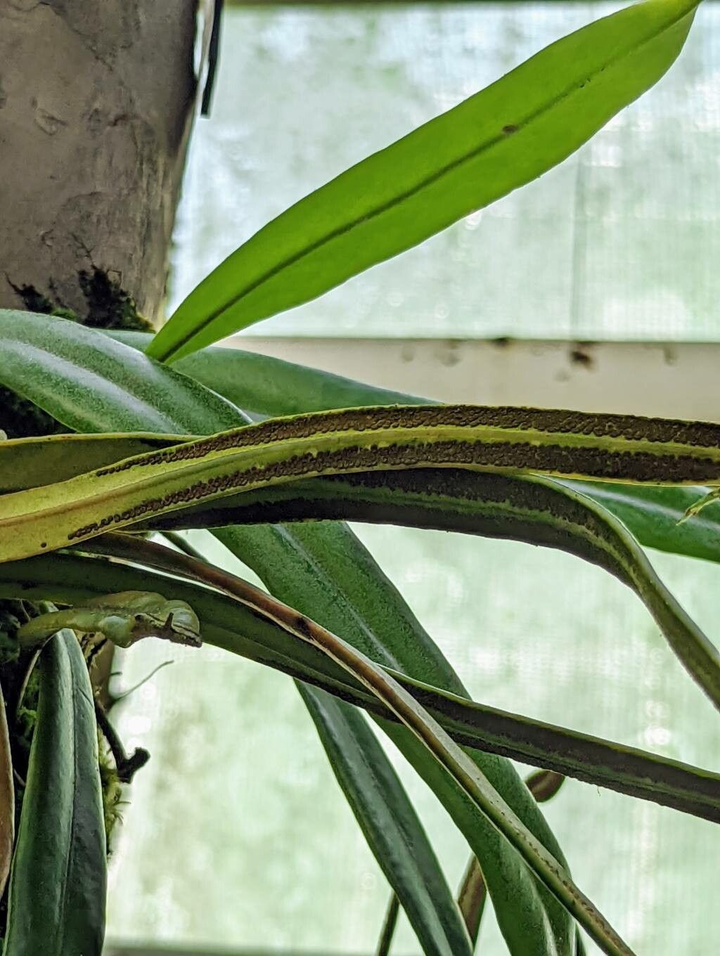 Pyrrosia longifolia fruit