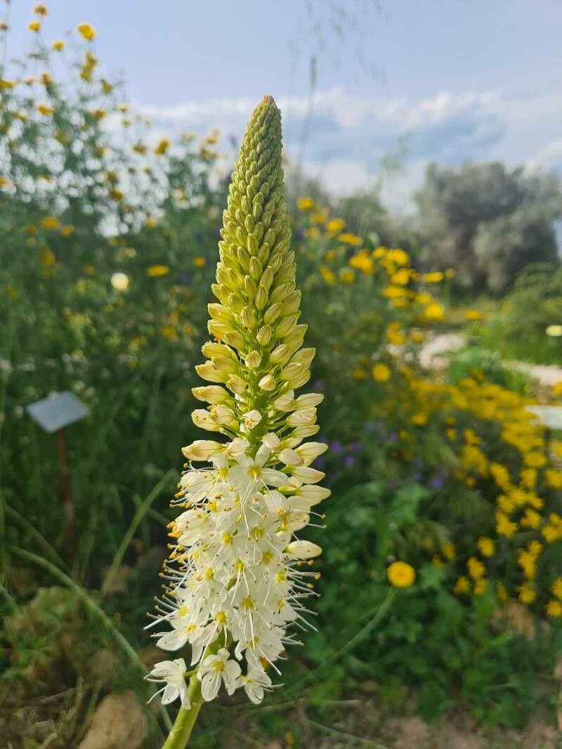 Eremurus himalaicus flower