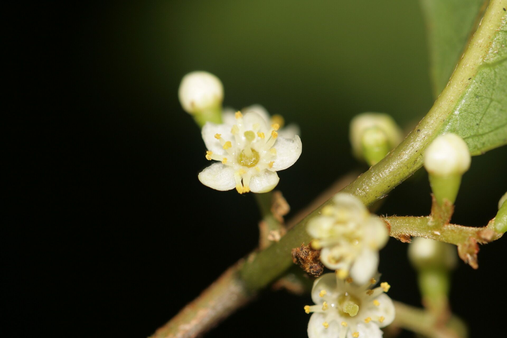 Symplocos cerasifolia flower