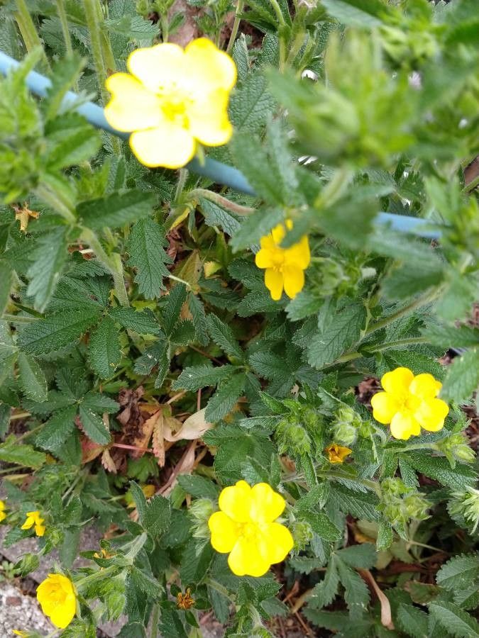 Potentilla thuringiaca flower