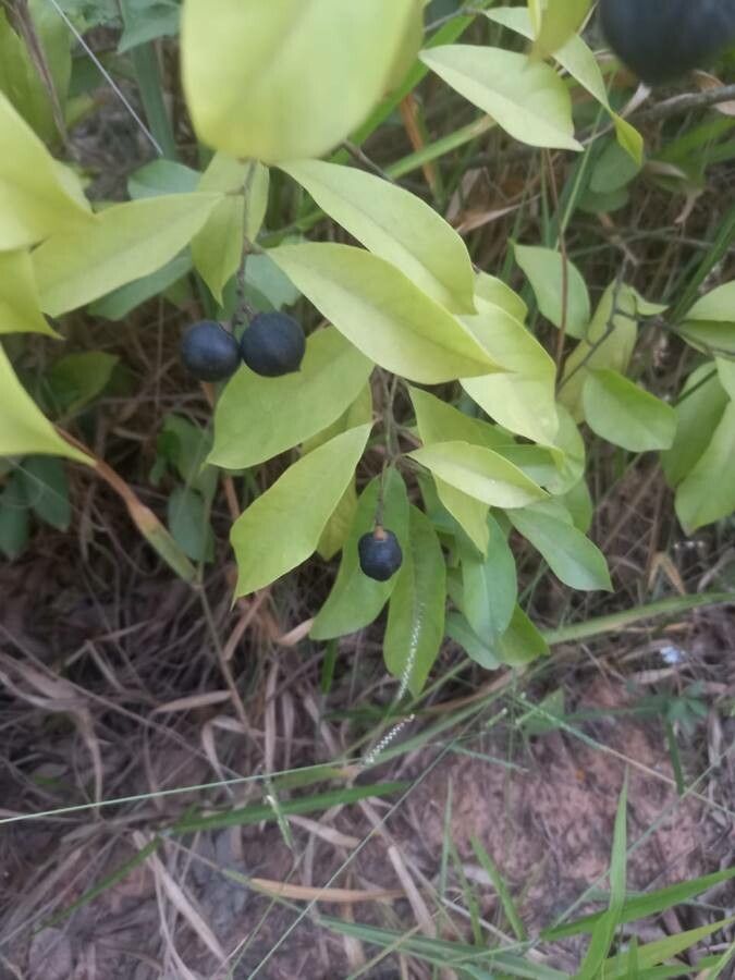 Backhousia citriodora fruit
