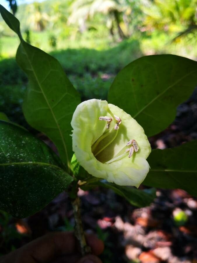 Amphitecna latifolia flower