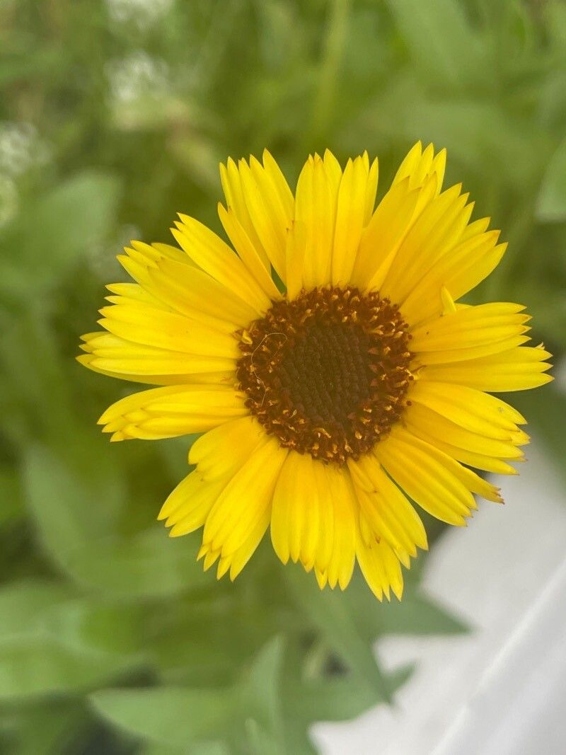 Helenium bolanderi — search result for 'Helenium'