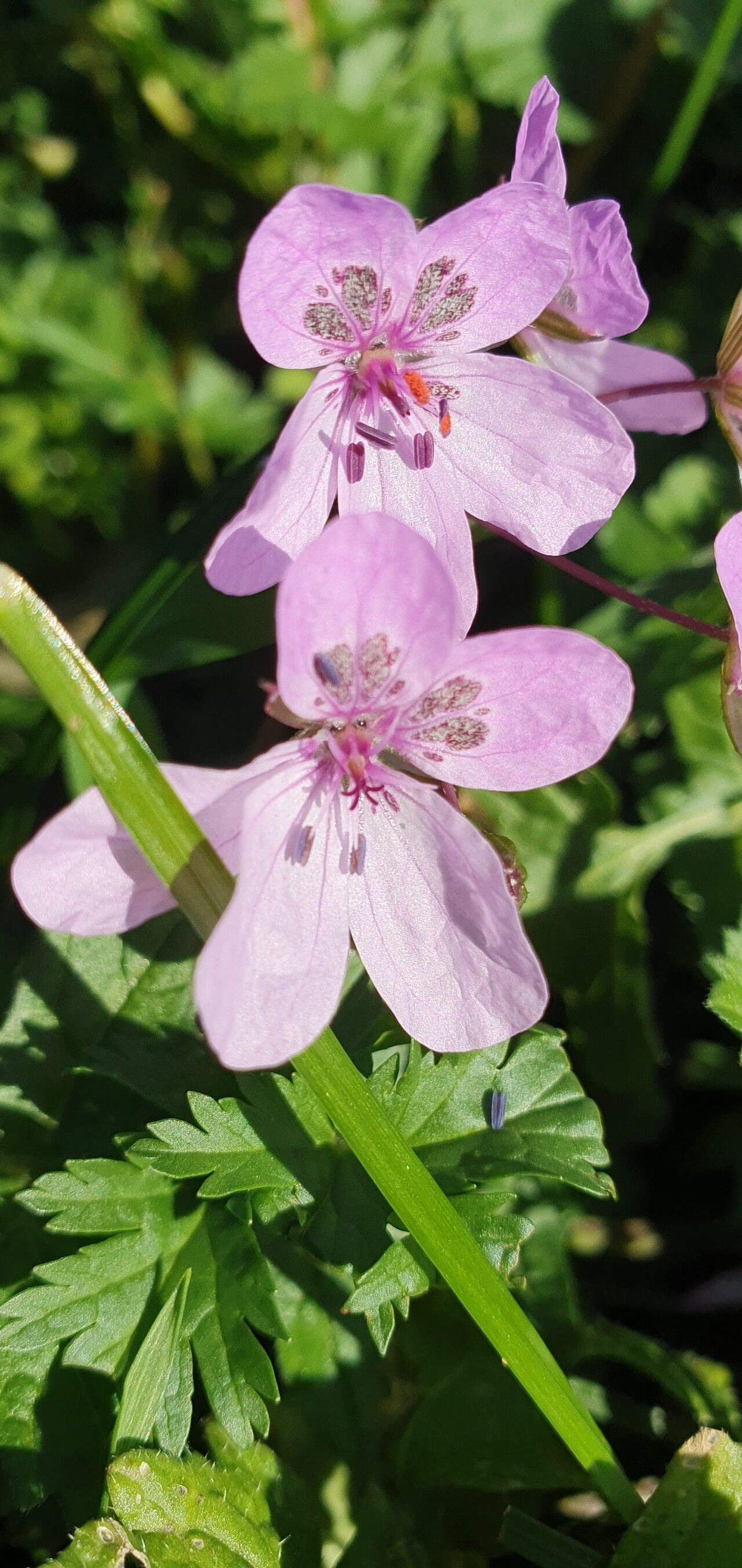 Erodium maculatum — search result for 'Erodium'