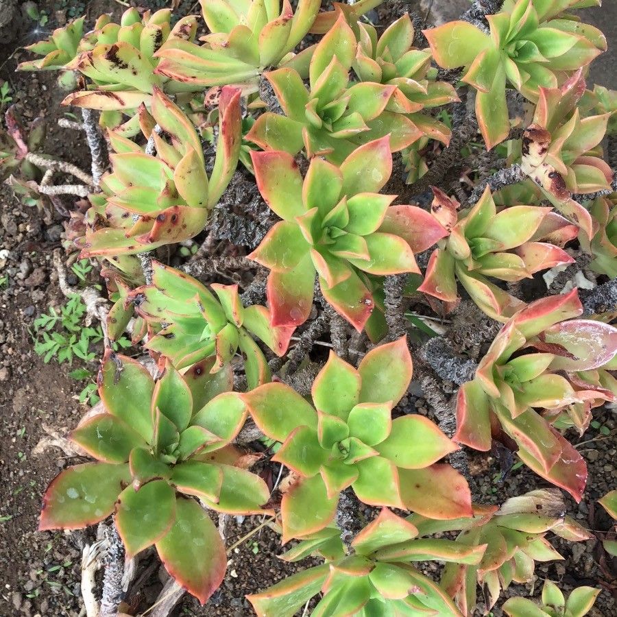 Aeonium decorum