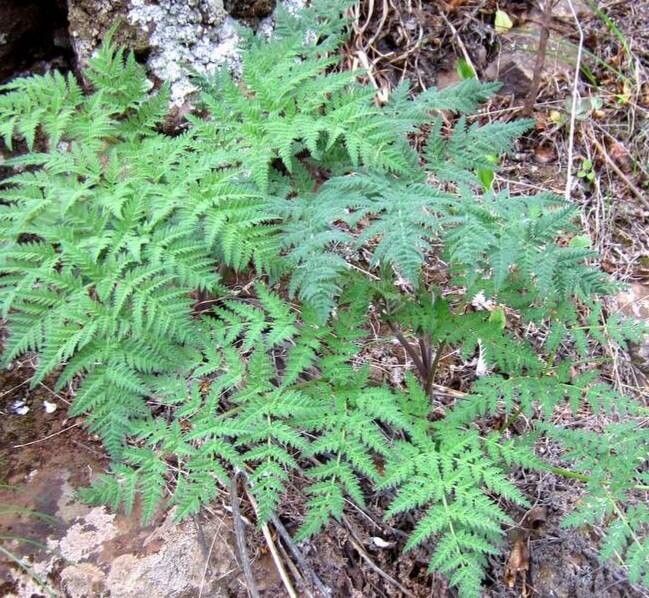 Pimpinella dendroselinum — search result for 'Pimpinella'