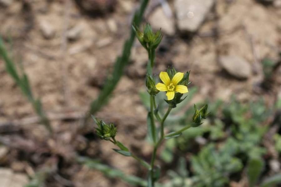 Linum corymbulosum other