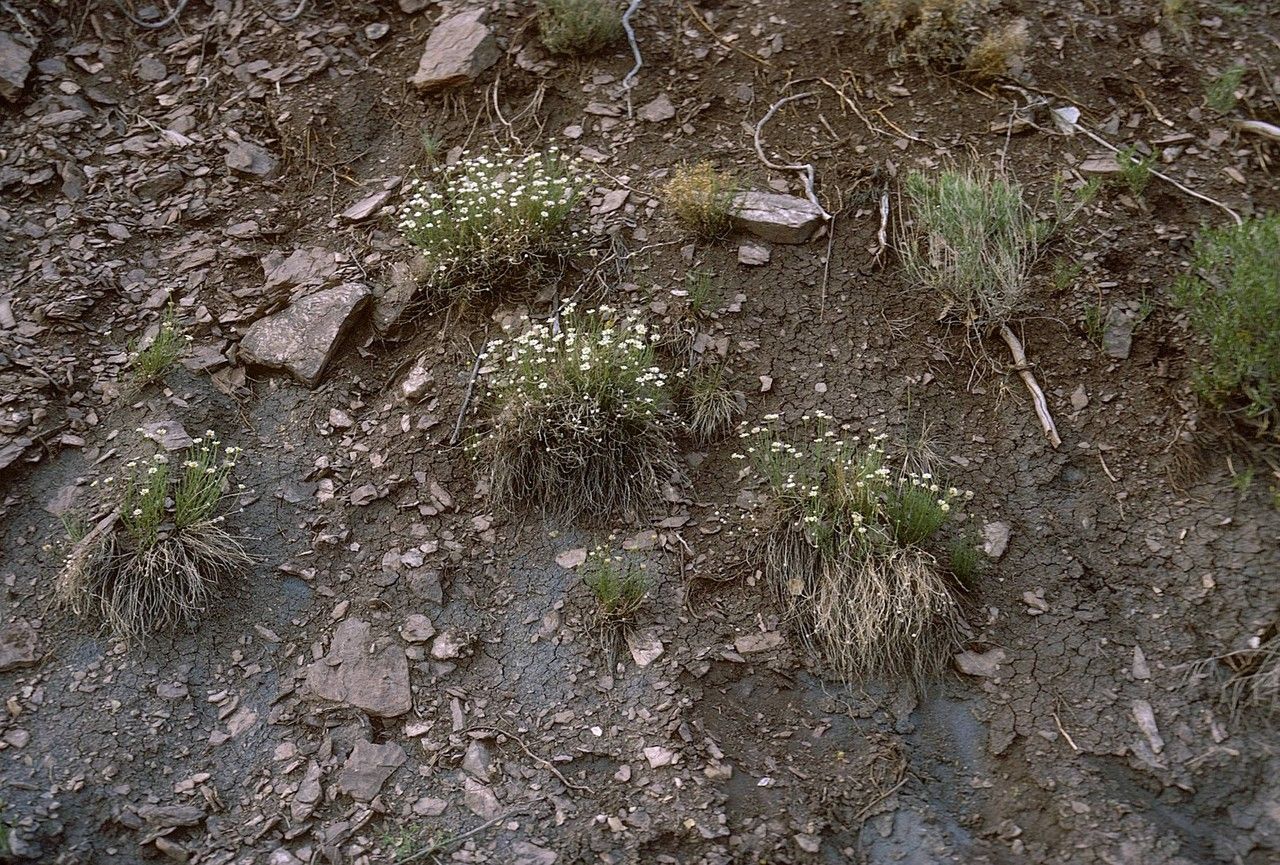 Erigeron rhizomatus bark