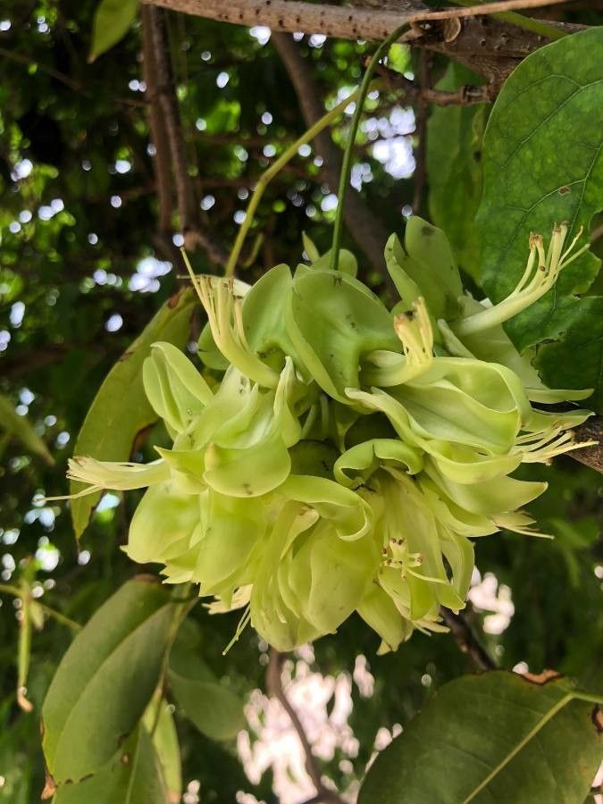 Mucuna gigantea — related species from the same genus